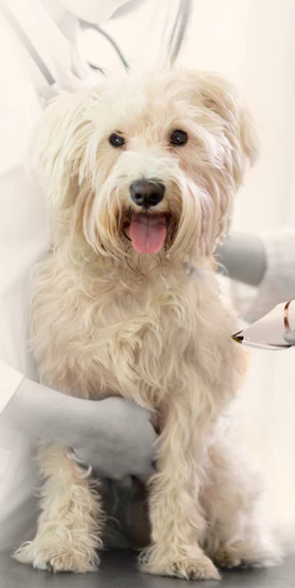 Pet Supplies